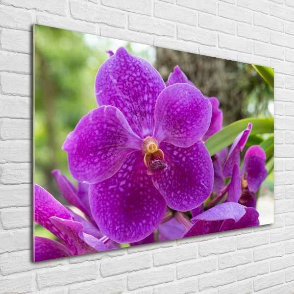 Quadro vetro Orchidea