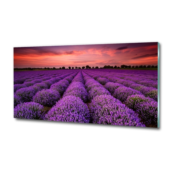Quadro vetro Campo di lavanda