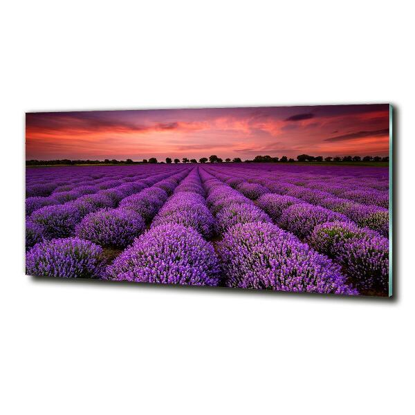 Quadro vetro Campo di lavanda