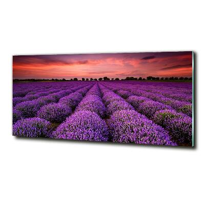 Quadro vetro Campo di lavanda
