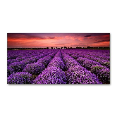 Quadro vetro Campo di lavanda