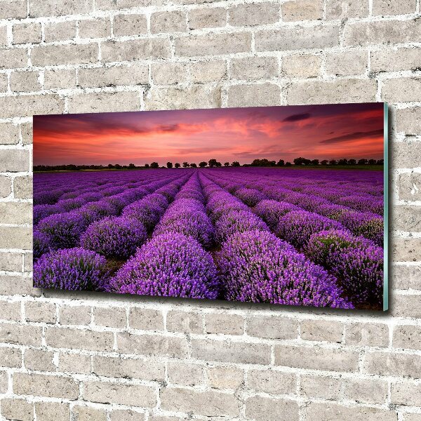 Quadro vetro Campo di lavanda