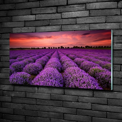 Quadro vetro Campo di lavanda