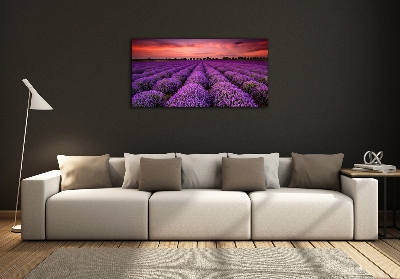 Quadro vetro Campo di lavanda