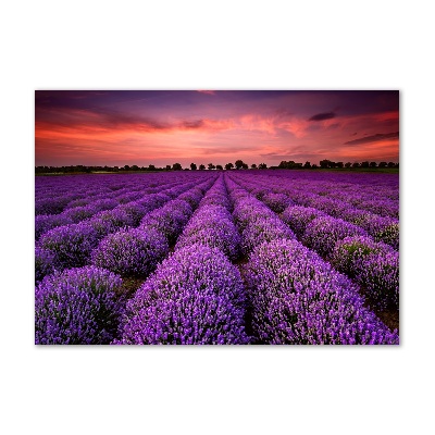 Quadro vetro Campo di lavanda