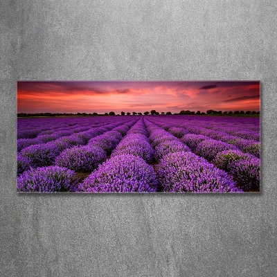 Quadro vetro Campo di lavanda