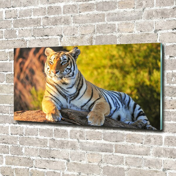 Quadro in vetro Ritratto di una tigre
