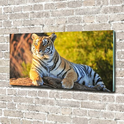 Quadro in vetro Ritratto di una tigre