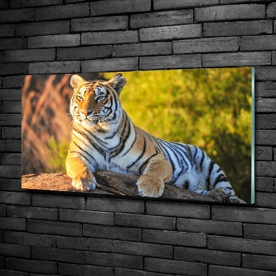 Quadro in vetro Ritratto di una tigre
