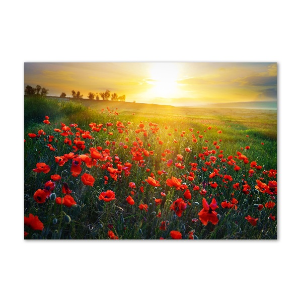 Quadro in vetro Campo di papaveri