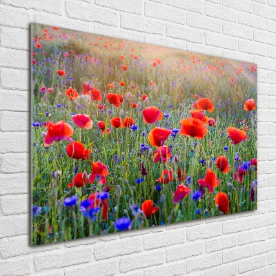 Quadro su vetro Fiori selvatici
