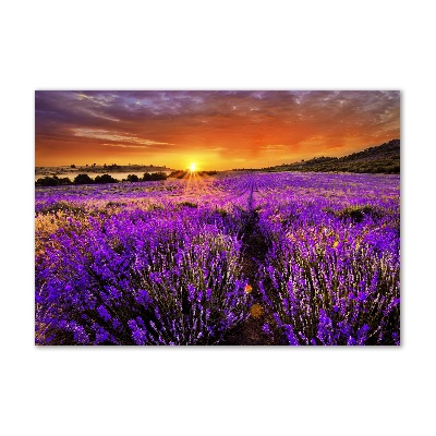 Quadro vetro Campo di lavanda