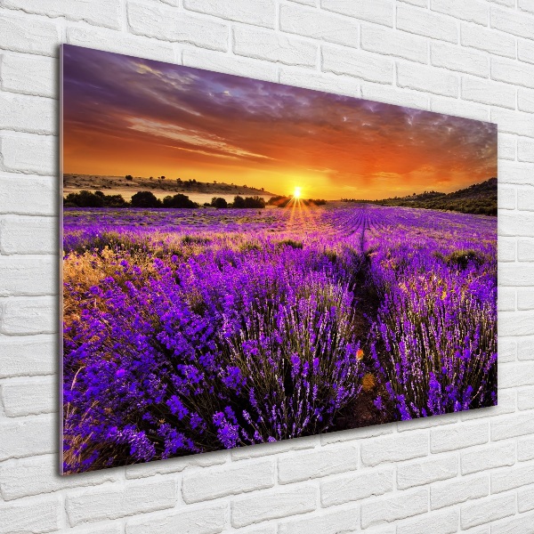Quadro vetro Campo di lavanda