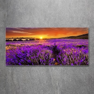 Quadro vetro Campo di lavanda