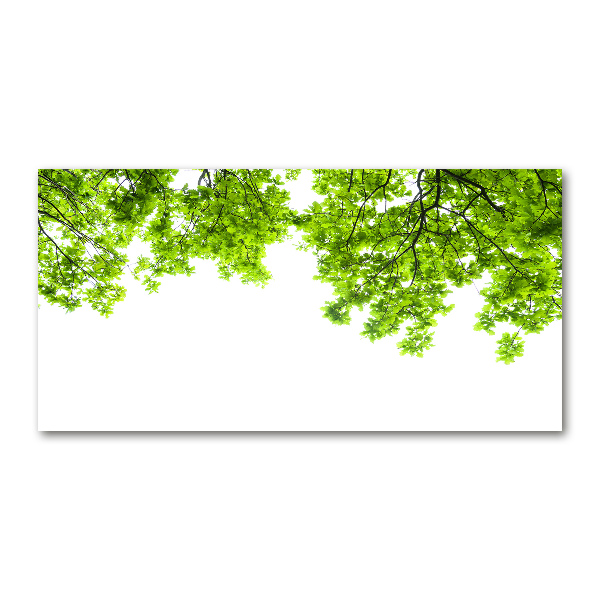 Quadro vetro Foglie di quercia