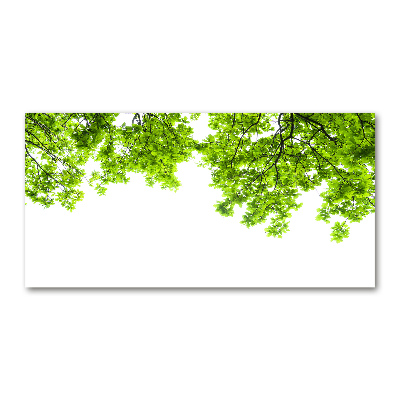 Quadro vetro Foglie di quercia