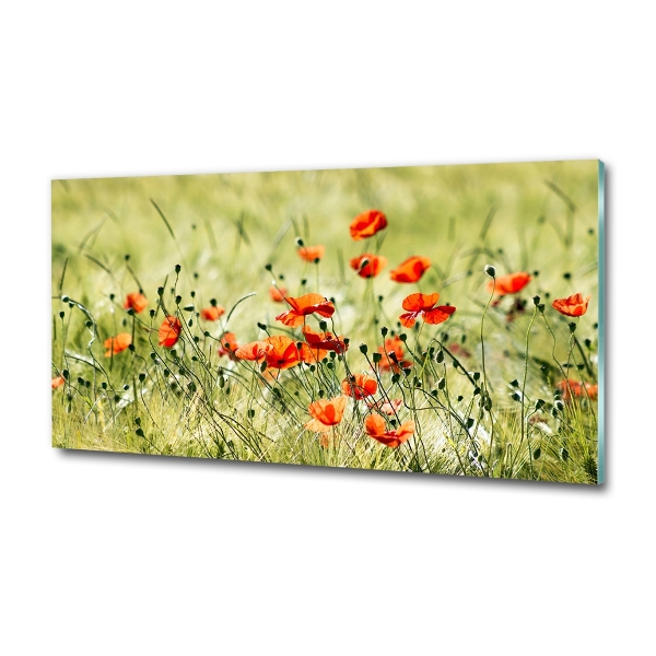 Quadro su vetro Papaveri