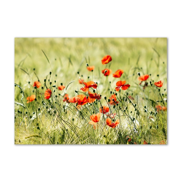 Quadro su vetro Papaveri