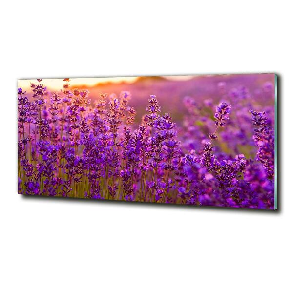 Quadro su vetro Campo di lavanda