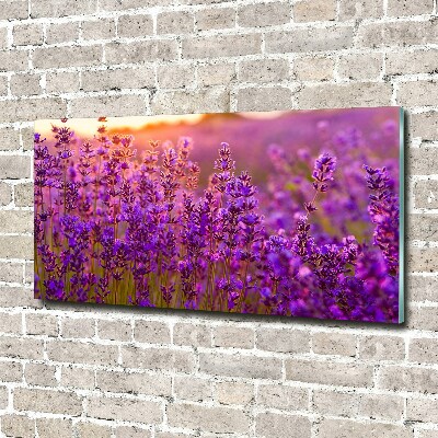 Quadro su vetro Campo di lavanda