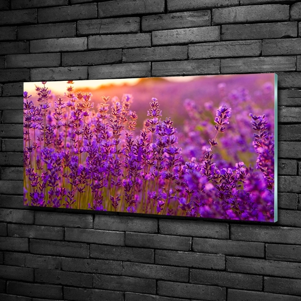 Quadro su vetro Campo di lavanda
