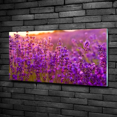 Quadro su vetro Campo di lavanda
