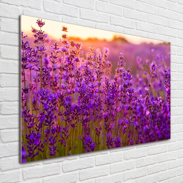 Quadro su vetro Campo di lavanda