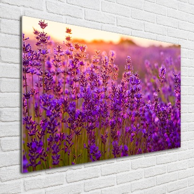 Quadro su vetro Campo di lavanda