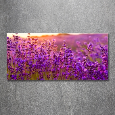 Quadro su vetro Campo di lavanda