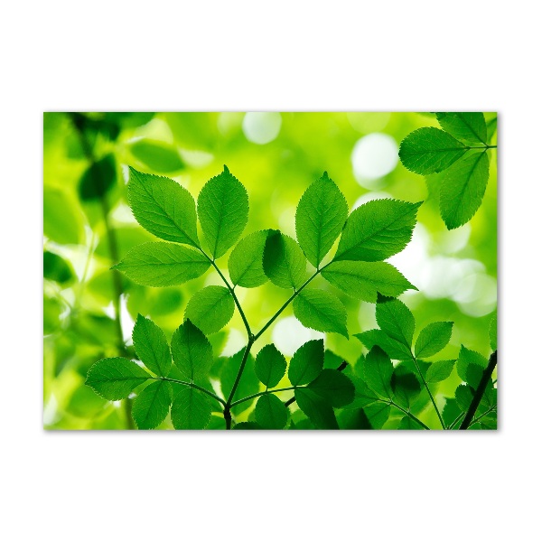 Quadro su vetro Foglie verdi