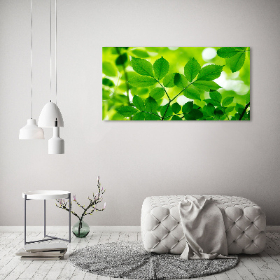 Quadro su vetro Foglie verdi