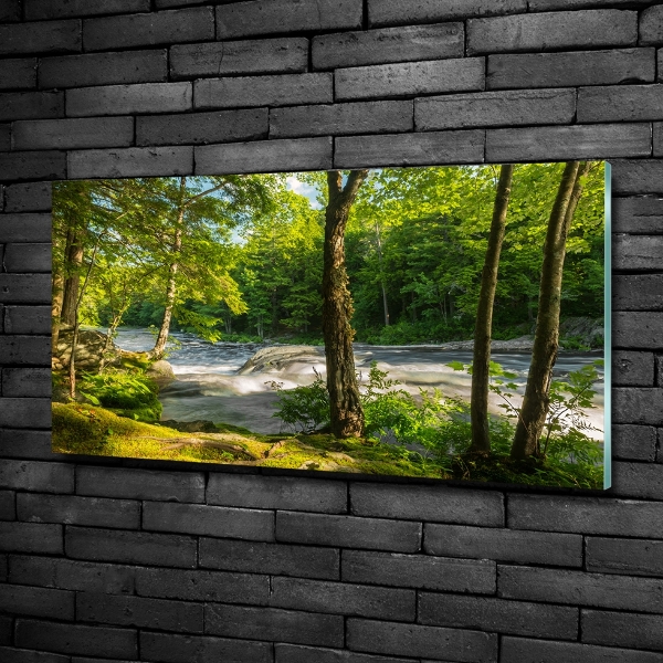Quadro su vetro Fiume nella foresta