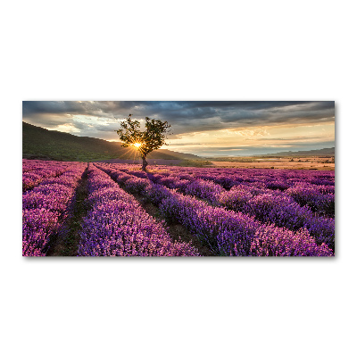 Quadro vetro Campo di lavanda