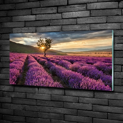 Quadro vetro Campo di lavanda