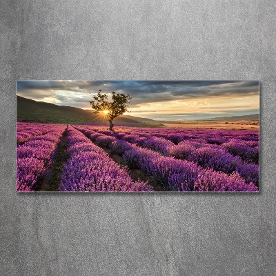 Quadro vetro Campo di lavanda