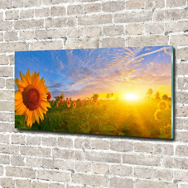 Quadro su vetro Un campo di girasoli