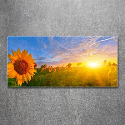 Quadro su vetro Un campo di girasoli
