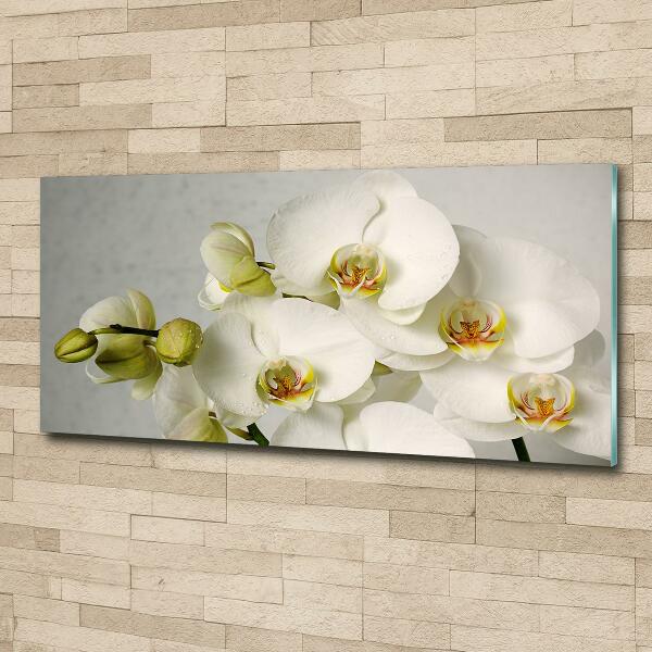 Quadro vetro Orchidea bianca