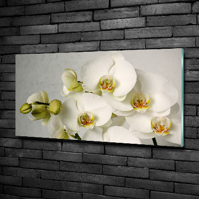Quadro vetro Orchidea bianca