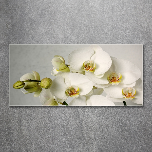 Quadro vetro Orchidea bianca