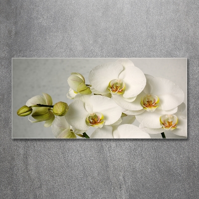 Quadro vetro Orchidea bianca
