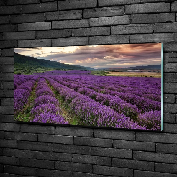 Quadro vetro Campo di lavanda