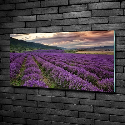 Quadro vetro Campo di lavanda