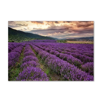 Quadro vetro Campo di lavanda