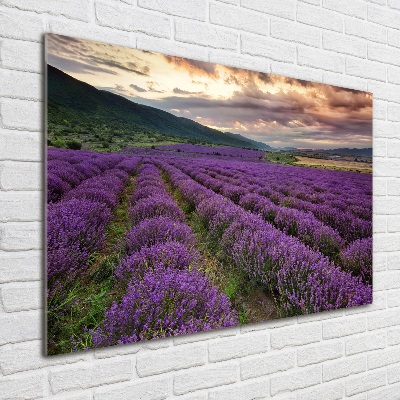 Quadro vetro Campo di lavanda