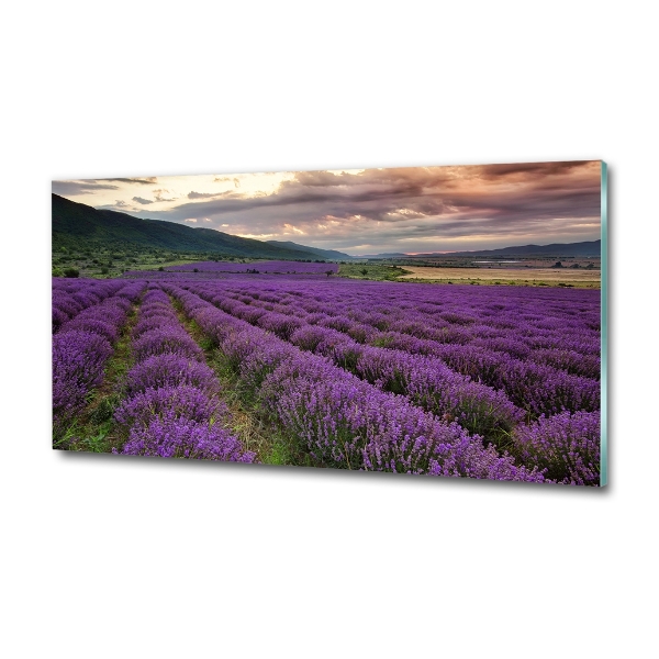 Quadro vetro Campo di lavanda