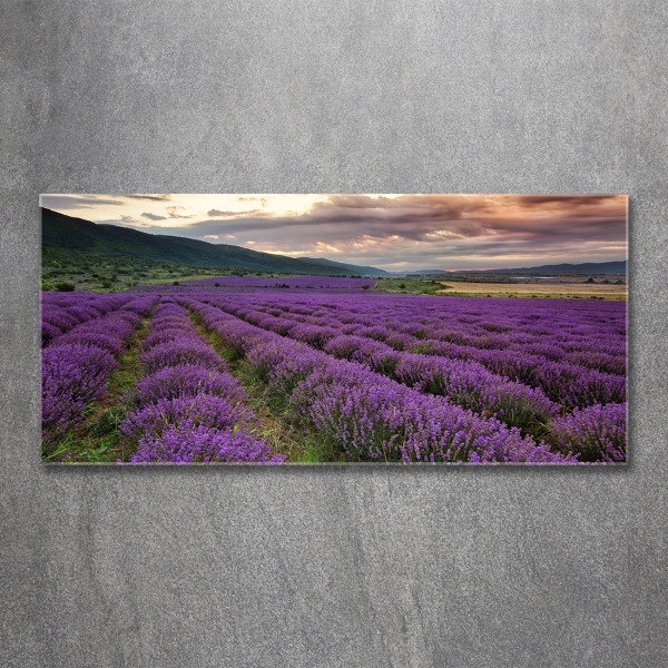 Quadro vetro Campo di lavanda