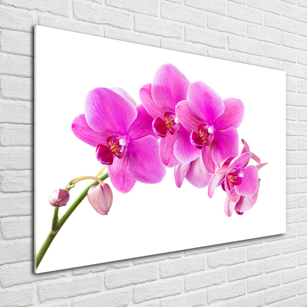 Quadro in verde Orchidea rosa