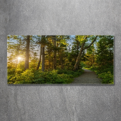 Quadro su vetro Foresta