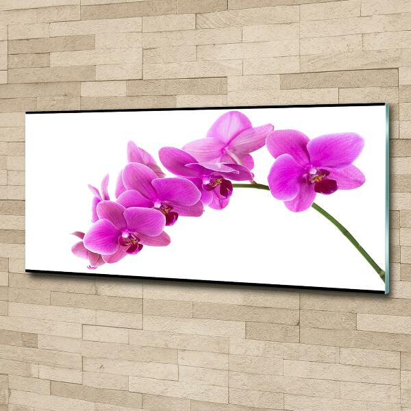 Quadro su vetro Orchidea rosa
